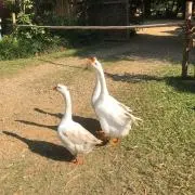 鯛の画像