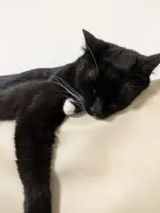福助の画像