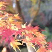 miyukiの画像