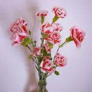 i.mamの画像