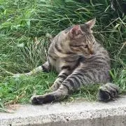こはりゅの画像