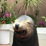 スノーの画像