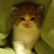 はな